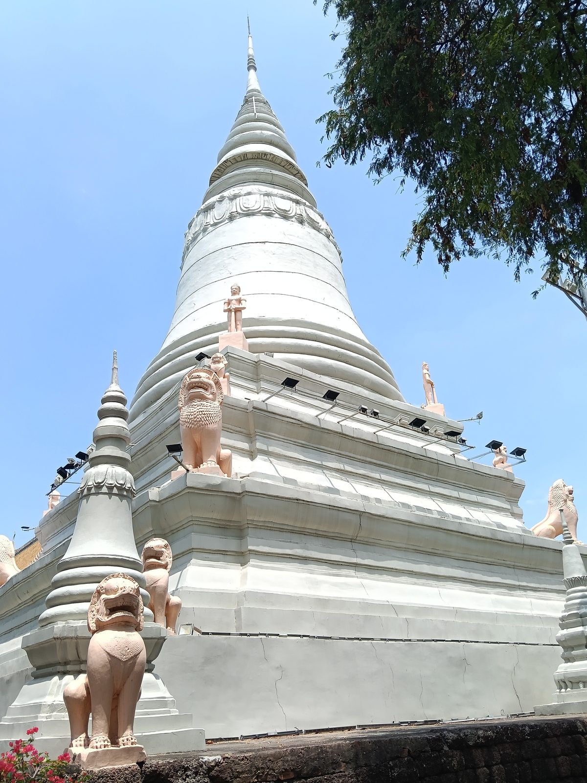 ដើមឈើសក្ការៈលើកំពូលវត្តភ្នំ